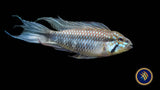 Apistogramma Elizabethae