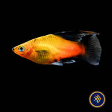 Apple Tricolour Hi-Fin Platy 