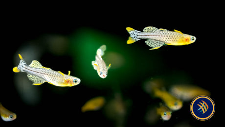 Gertrude's Rainbow Aru II (Pseudomugil Gertrudae Aru II) Large / X Large Aquarium Glaser