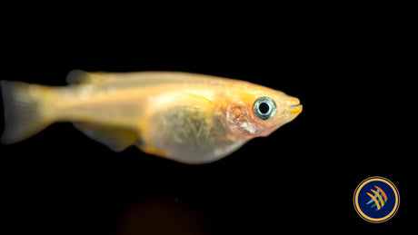 Assorted Medaka Ricefish | Other Livestock | Largest Tropical Fish Selection at Your Local Fish Store