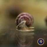 Mystery Snails | Snails Shrimp Crayfish Crabs | Largest Tropical Fish Selection at Your Local Fish Store