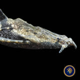 Banjo Catfish (Bunocephalus coracoideus) 4-6cm
