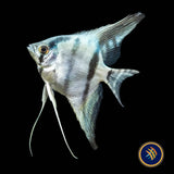 Belem Sky Blue Angelfish (Pterophyllum scalare) 3.5cm