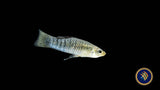 Black-Barred Molly (Limia perugiae) Large (Aquarium Glaser) | Livebearers | Largest Tropical Fish Selection at Your Local Fish Store