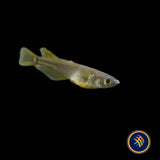 Black Golden Medaka Rice Fish (Oryzias latipes)