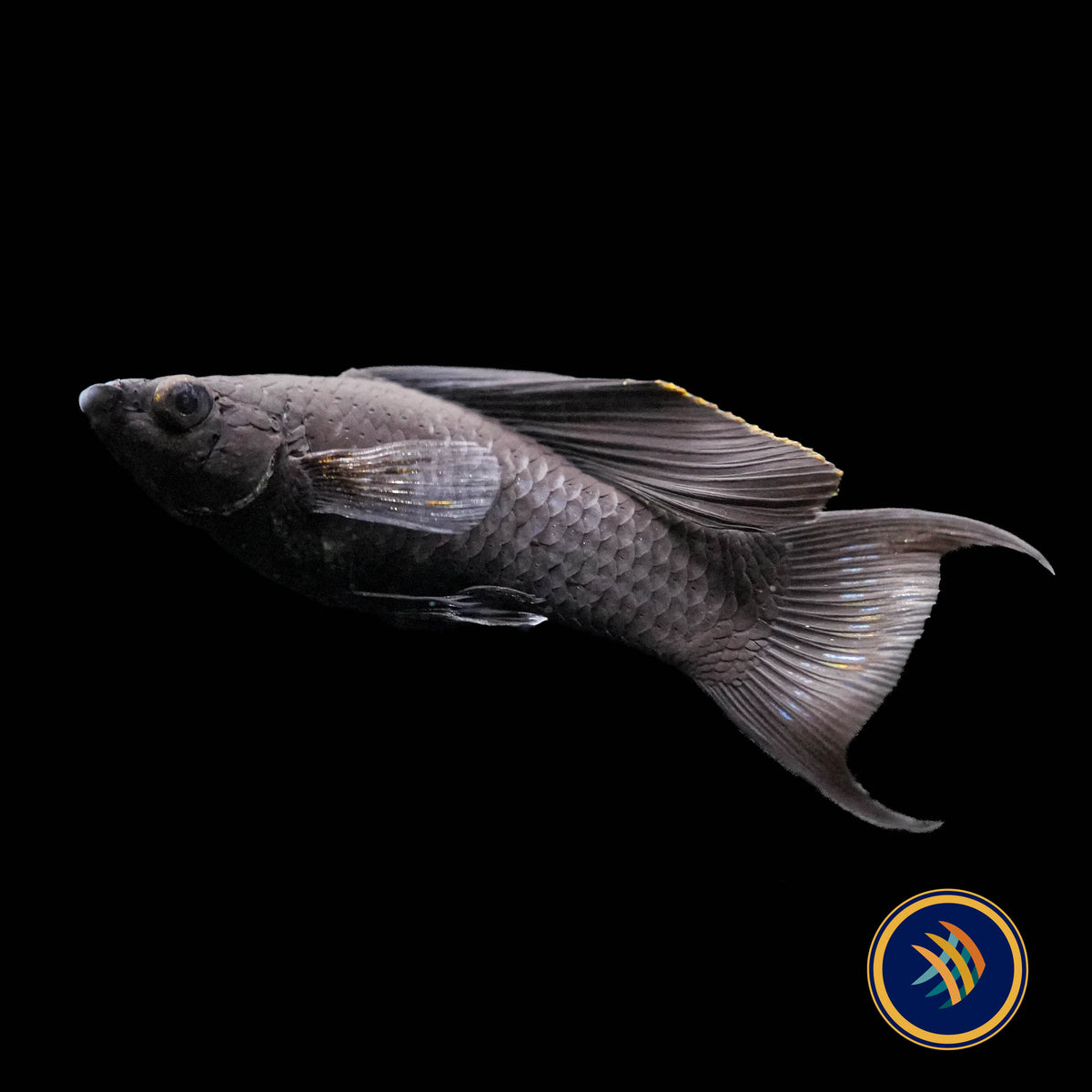 Black Lyretail Sailfin Molly (Poecilia sphenops)