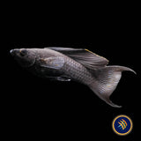 Black Lyretail Sailfin Molly (Poecilia sphenops)