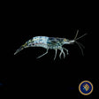 Black Rili Shrimp (Neocaridina davidi) | Snails Shrimp Crayfish Crabs | Largest Tropical Fish Selection at Your Local Fish Store