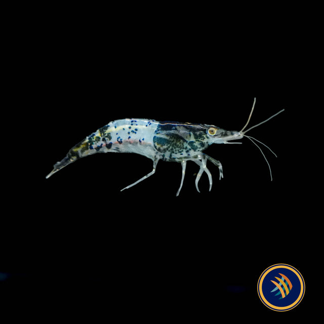 Black Rili Shrimp (Neocaridina davidi) | Snails Shrimp Crayfish Crabs | Largest Tropical Fish Selection at Your Local Fish Store