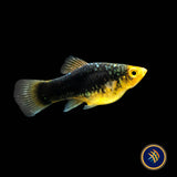 Black Variatus Platy (Xiphophorus variatus) 4cm | Livebearers | Largest Tropical Fish Selection at Your Local Fish Store