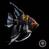 Black/White Marble Angelfish (Pterophyllum scalare) 