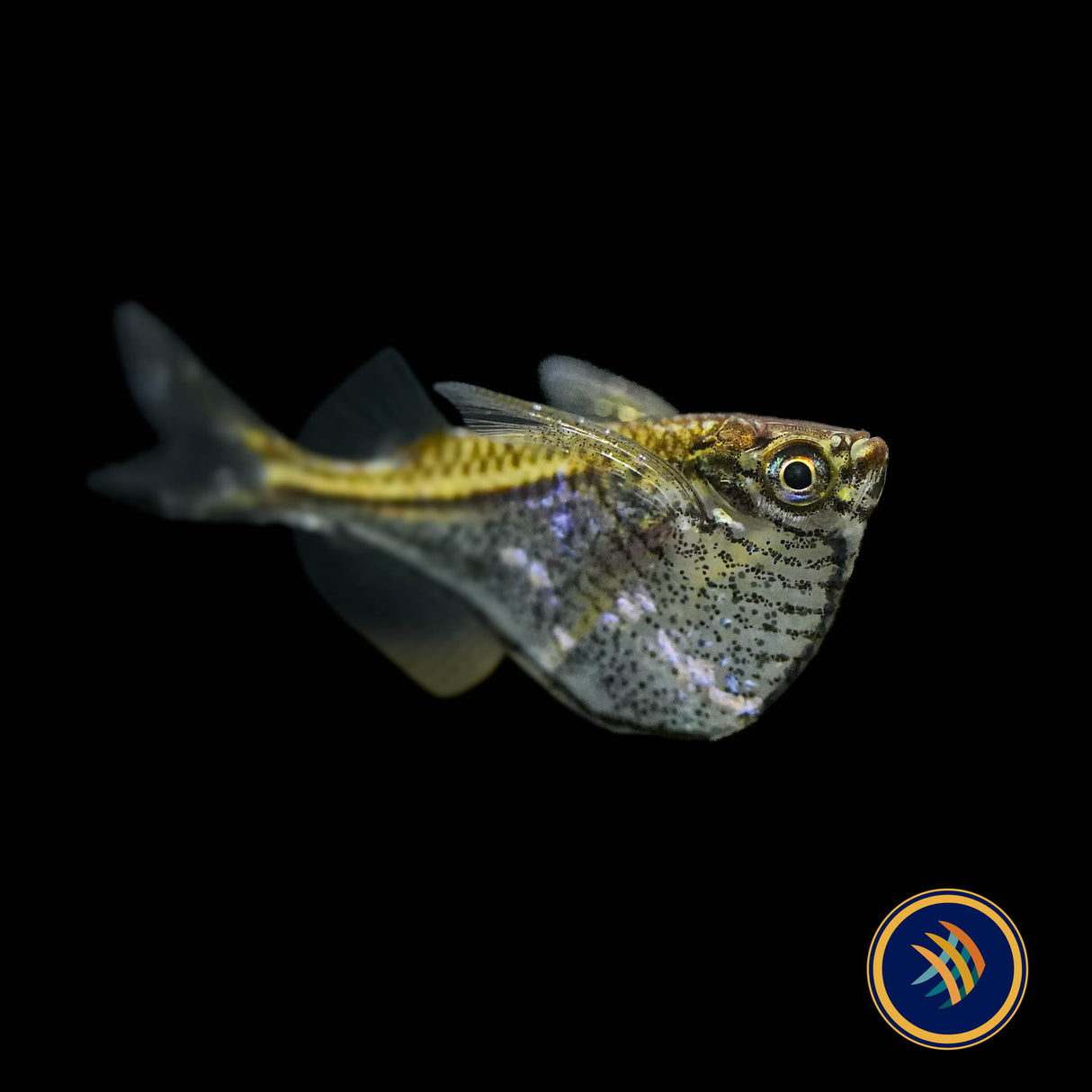 Blackwing Hatchetfish (Carnegiella schereri) Large - Aquarium Glaser