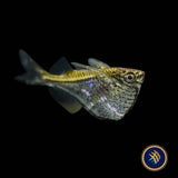 Blackwing Hatchetfish (Carnegiella schereri) Large - Aquarium Glaser