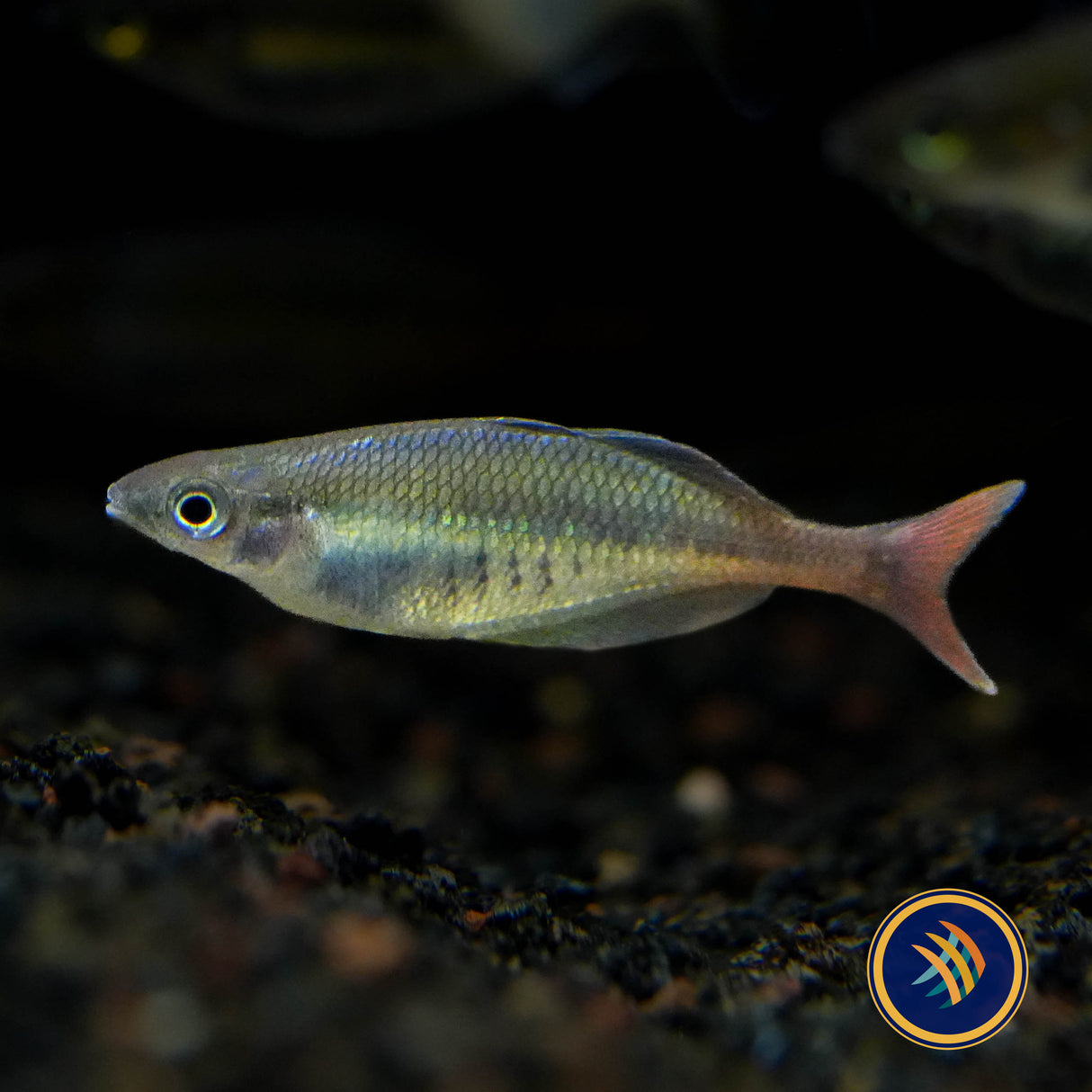 Bleher’s Rainbowfish  (Chilatherina bleheri) 5-7cm Aquarium Glaser