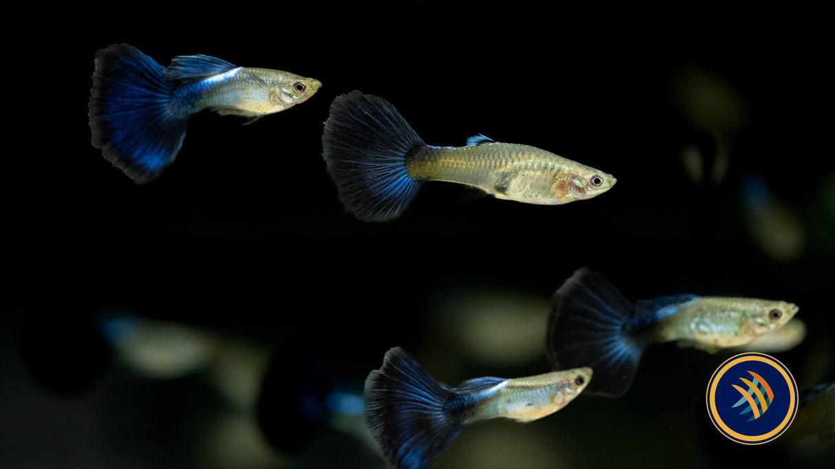 Fancy Guppy Pair Blue Diamond Livebearers Fancy Guppy Pair Blue Diamond