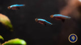 Blue Axelrodi Rasbora (Sundadanio Axelrodi) | Tetras Rasboras & Pencilfish | Largest Tropical Fish Selection at Your Local Fish Store
