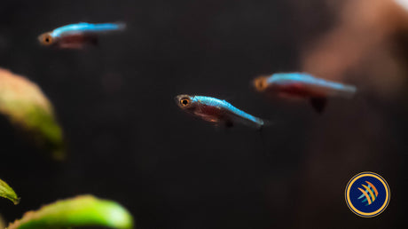 Blue Axelrodi Rasbora (Sundadanio Axelrodi) | Tetras Rasboras & Pencilfish | Largest Tropical Fish Selection at Your Local Fish Store