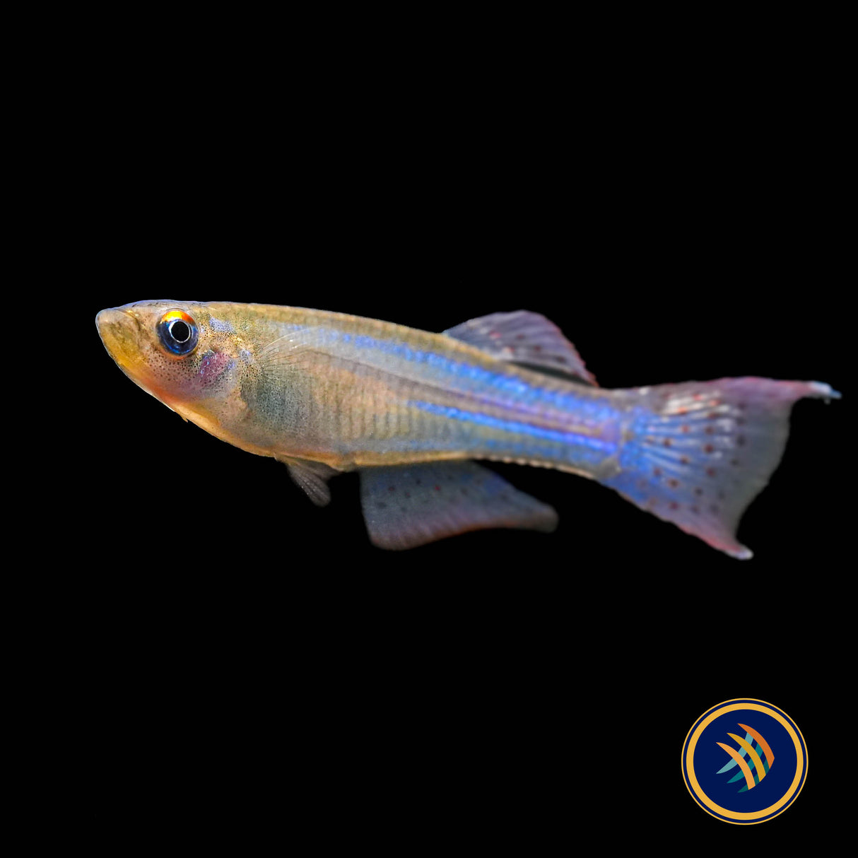 Blue‑green Lampeye Killifish (Procatopus aberrans)  