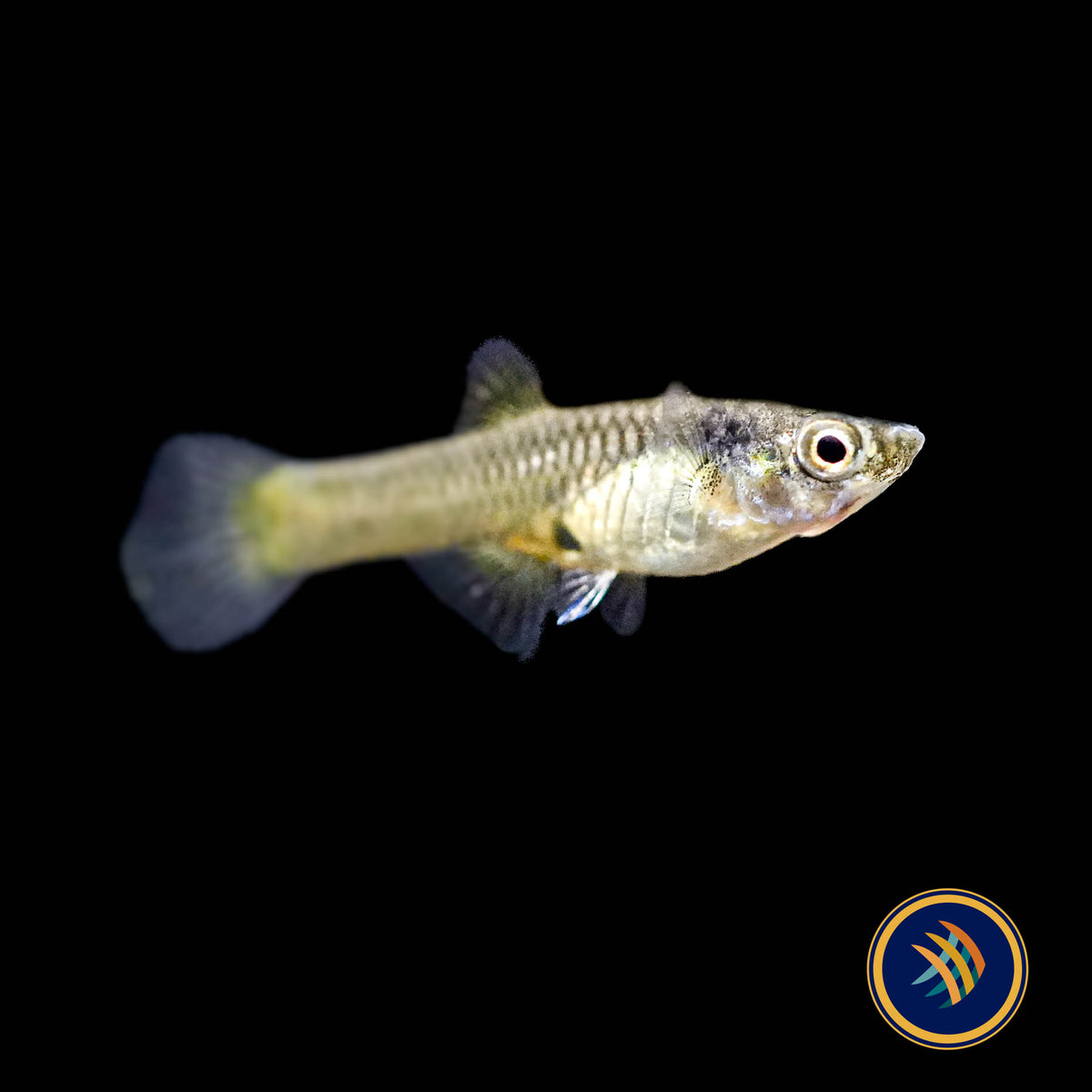 Blue Snake Campoma no. 31 Endler 