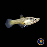 Blue Snake Campoma no. 31 Endler 