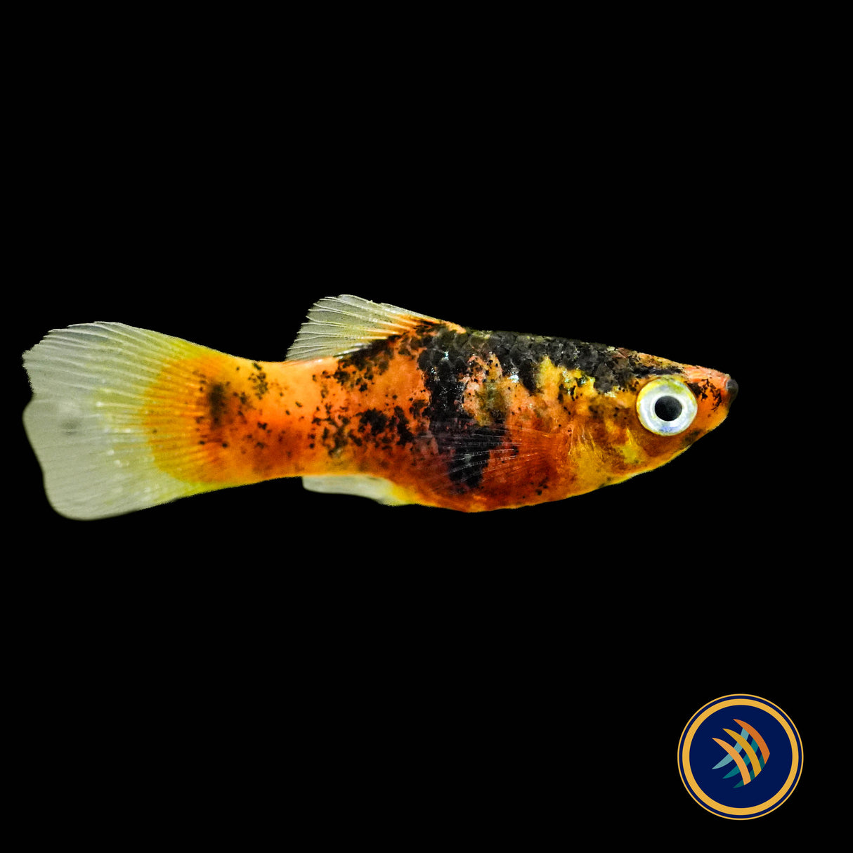Bumble Bee Hi Fin Platy (Xiphophorus maculatus)