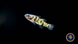 Bumblebee Goby (Brachygobius xanthomelas) Other Livestock Bumblebee Goby (Brachygobius xanthomelas)