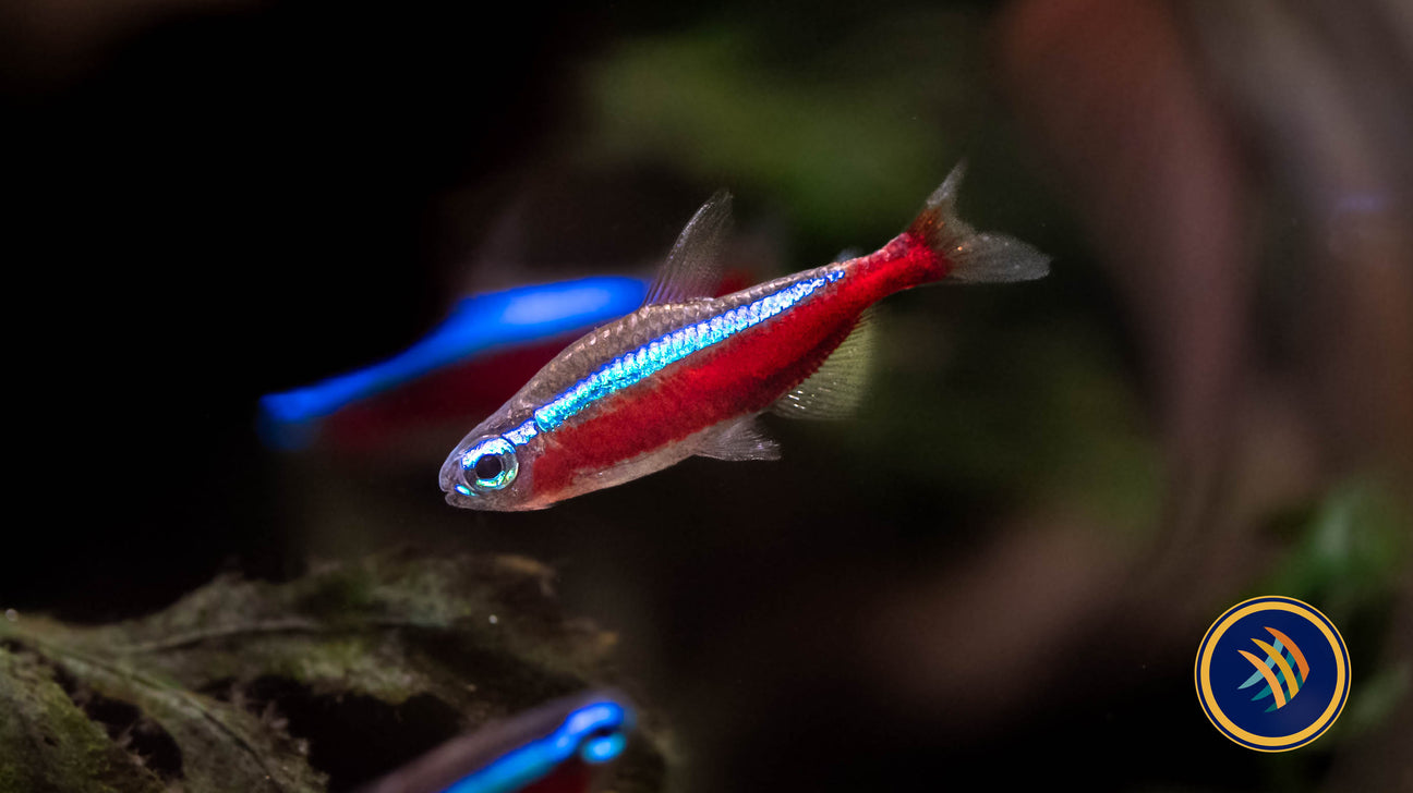 Tetras Rasboras & Pencilfish – Your Local Fish Store