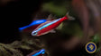 Cardinal Tetra Tetras Rasboras & Pencilfish 