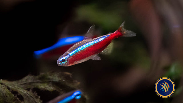 Cardinal Tetra Tetras Rasboras & Pencilfish 