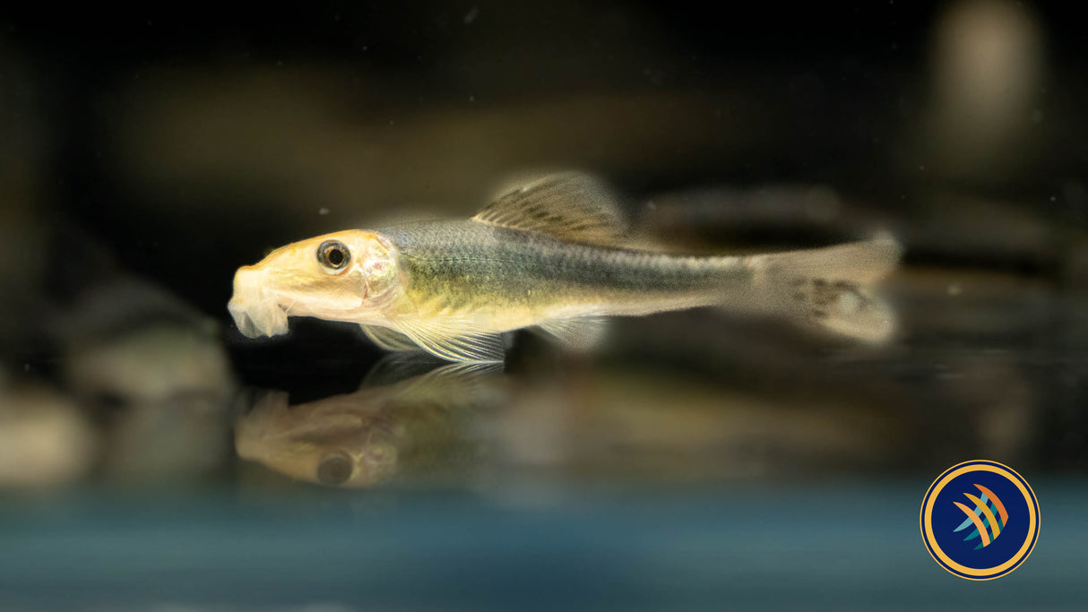 Chinese Algae Eater (Gyrinocheilus aymonieri) Catfish Loaches & Plecos 