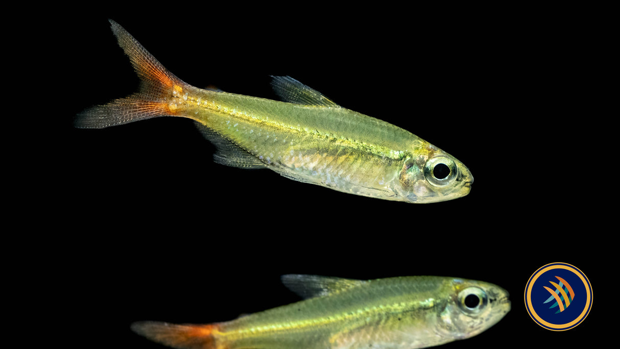 Copei Tetra (Moenkhausia copei) Tetras Rasboras & Pencilfish Copei Tetra (Moenkhausia copei)