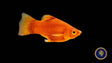 Coral Red Platy (Xiphophorus maculatus) Large Aquarium Glaser Livebearers 