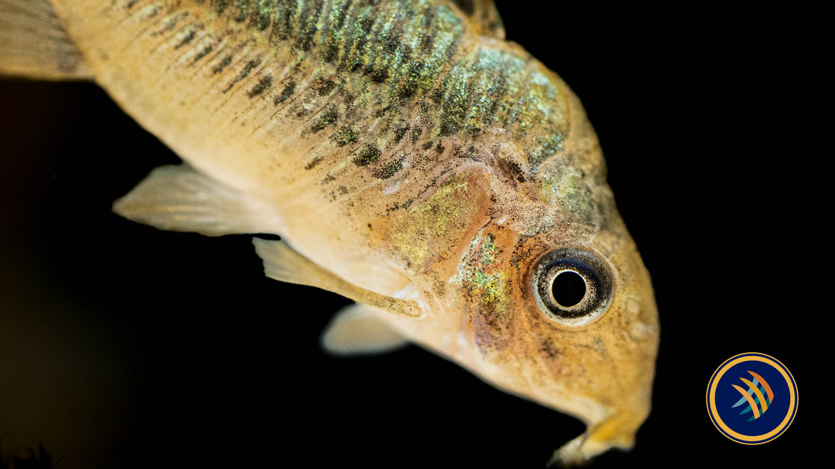 Corydoras Pantanalensis C005 4cm+ | Catfish Loaches & Plecos | Largest Tropical Fish Selection at Your Local Fish Store