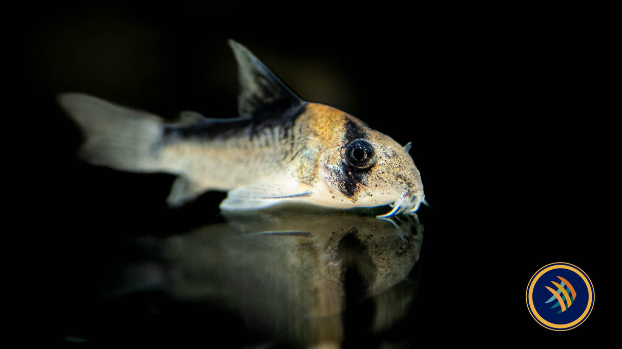 Corydoras Adolfoi (Adolfo's) CW107 2.5-2.7cm | Catfish Loaches & Plecos | Largest Tropical Fish Selection at Your Local Fish Store