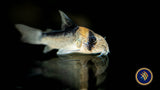Corydoras Adolfoi (Adolfo's) CW107 2.5-2.7cm | Catfish Loaches & Plecos | Largest Tropical Fish Selection at Your Local Fish Store