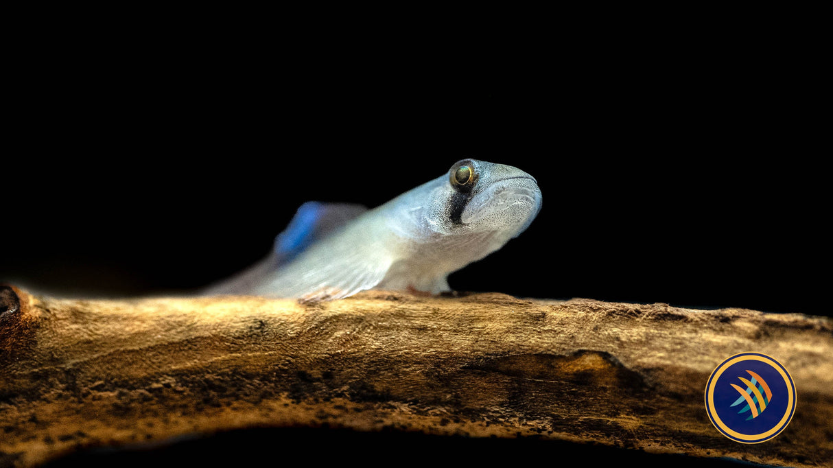 Red Belted Goby (Siycyopus Zosterophorus) | Other Livestock | Largest Tropical Fish Selection at Your Local Fish Store