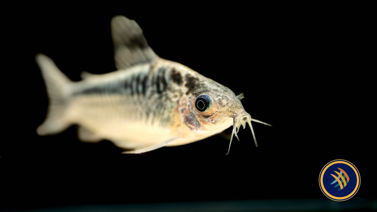 Corydoras Elegans 3-4cm