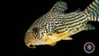 Corydoras Sterbai | Catfish Loaches & Plecos | Largest Tropical Fish Selection at Your Local Fish Store