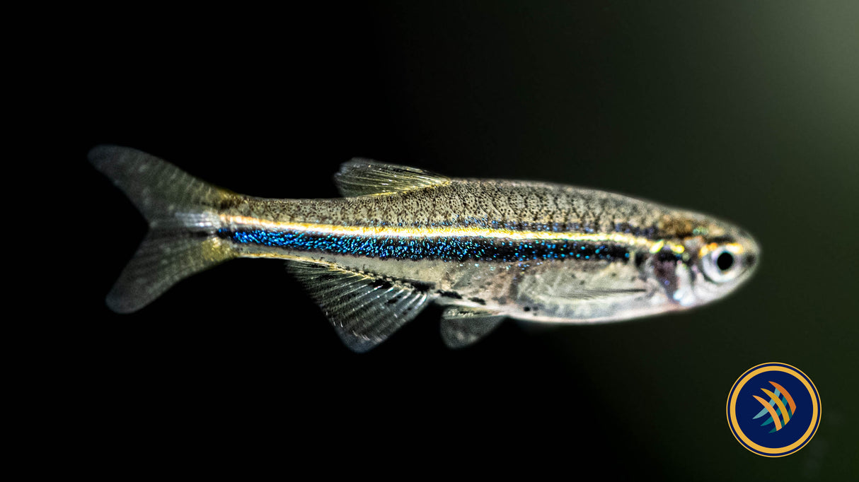 Dwarf Spotted Danio (Brachydanio Nigrofasciata) | Rainbowfish Killifish & Danios | Largest Tropical Fish Selection at Your Local Fish Store
