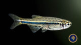 Dwarf Spotted Danio (Brachydanio Nigrofasciata) | Rainbowfish Killifish & Danios | Largest Tropical Fish Selection at Your Local Fish Store