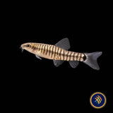 Dwarf Banded Vietnamese Loach  (Yunnanilus cruciatus) | Catfish Loaches & Plecos | Largest Tropical Fish Selection at Your Local Fish Store