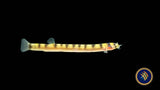 Dwarf Kuhlii Loach (Pangio cuneovirgata) | Catfish Loaches & Plecos | Largest Tropical Fish Selection at Your Local Fish Store