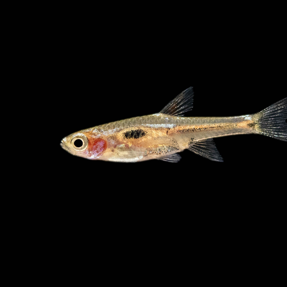 Spotted Dwarf Rasbora (boras maculatus) – Your Local Fish Store