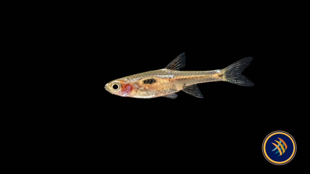 Spotted Dwarf Rasbora (Boraras maculatus) – Your Local Fish Store