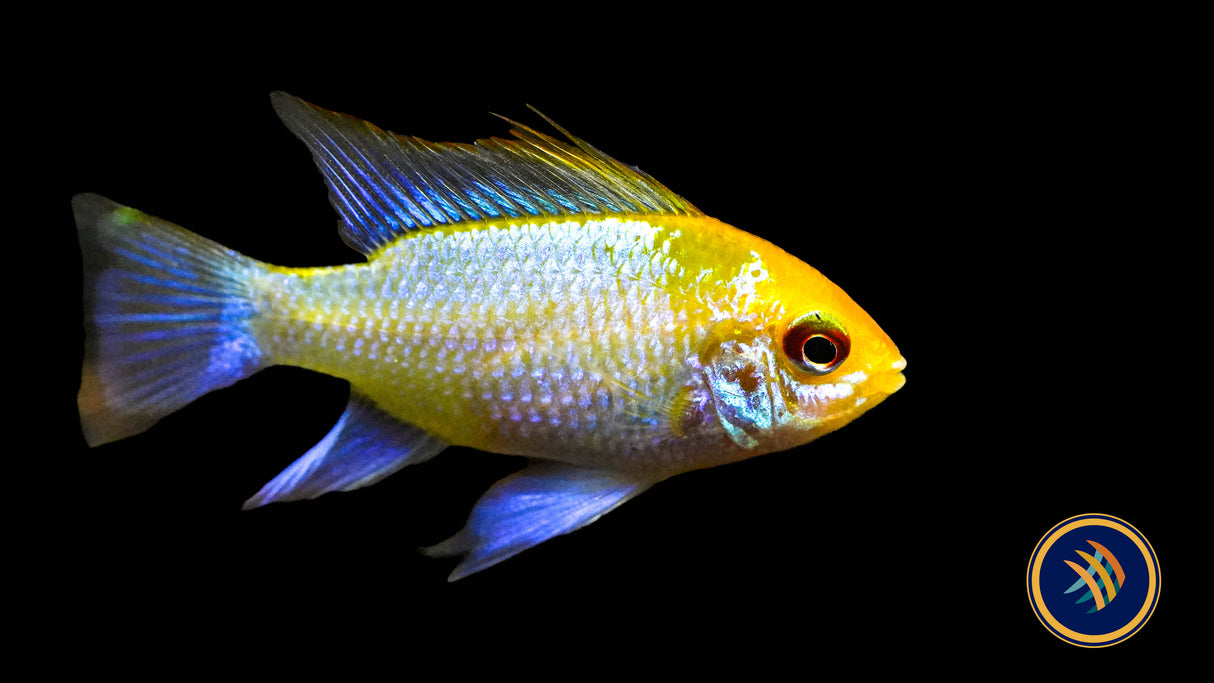 Electric Blue Gold Head Ram (Mikrogeophagus ramirezi) 2.5cm | Cichlids Badis & Gouramis | Largest Tropical Fish Selection at Your Local Fish Store