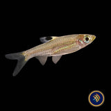 Emerald Eye Rasbora (Brevibora dorsiocellata) 2-3CM