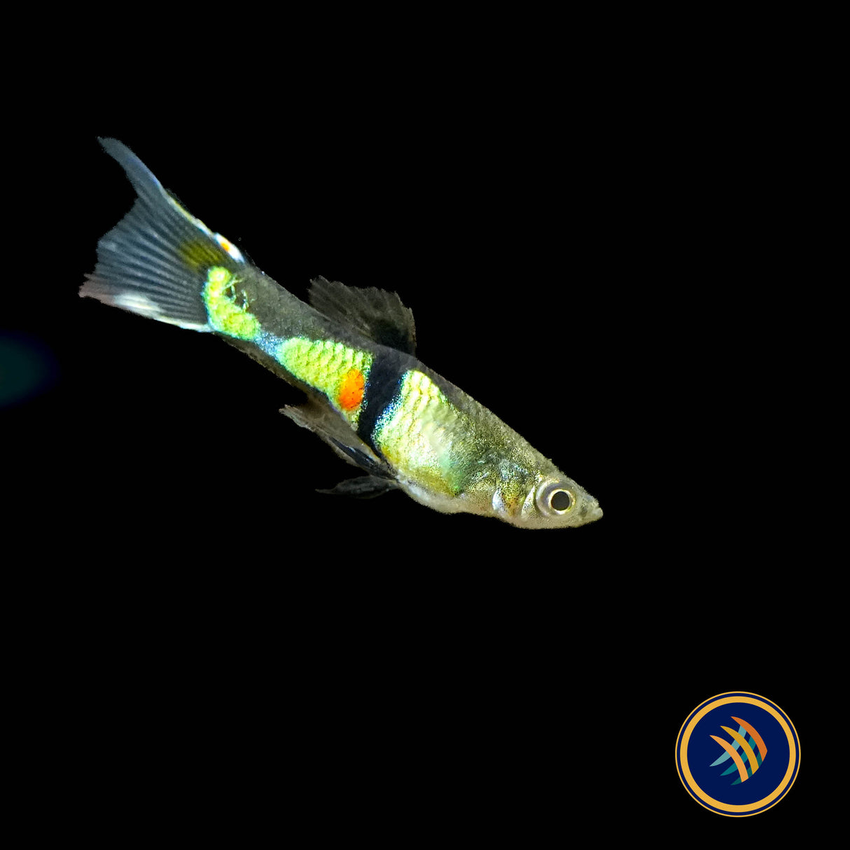 Endler Male Assorted  (Poecilia wingei) | Livebearers | Largest Tropical Fish Selection at Your Local Fish Store