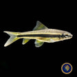 False Siamese Algae Eater "Garra cambodgiensis"