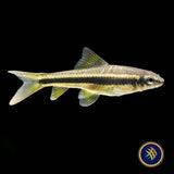 False Siamese Algae Eater "Garra cambodgiensis"