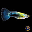 Fancy Guppy Pair - Haritha Golden Crow (Poecilia reticulata) | Livebearers | Largest Tropical Fish Selection at Your Local Fish Store